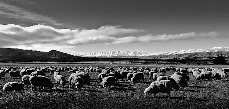 St Bathans Range in the background
