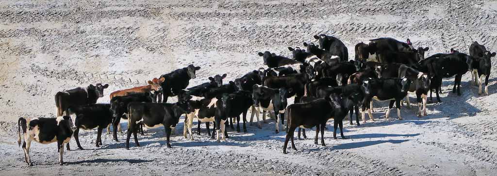 New Zealand Dairy Cows