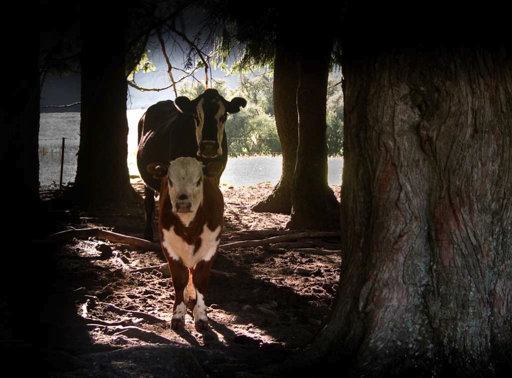 NZ Cows enjoying the shade