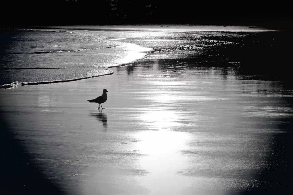 Black bill gull NZ