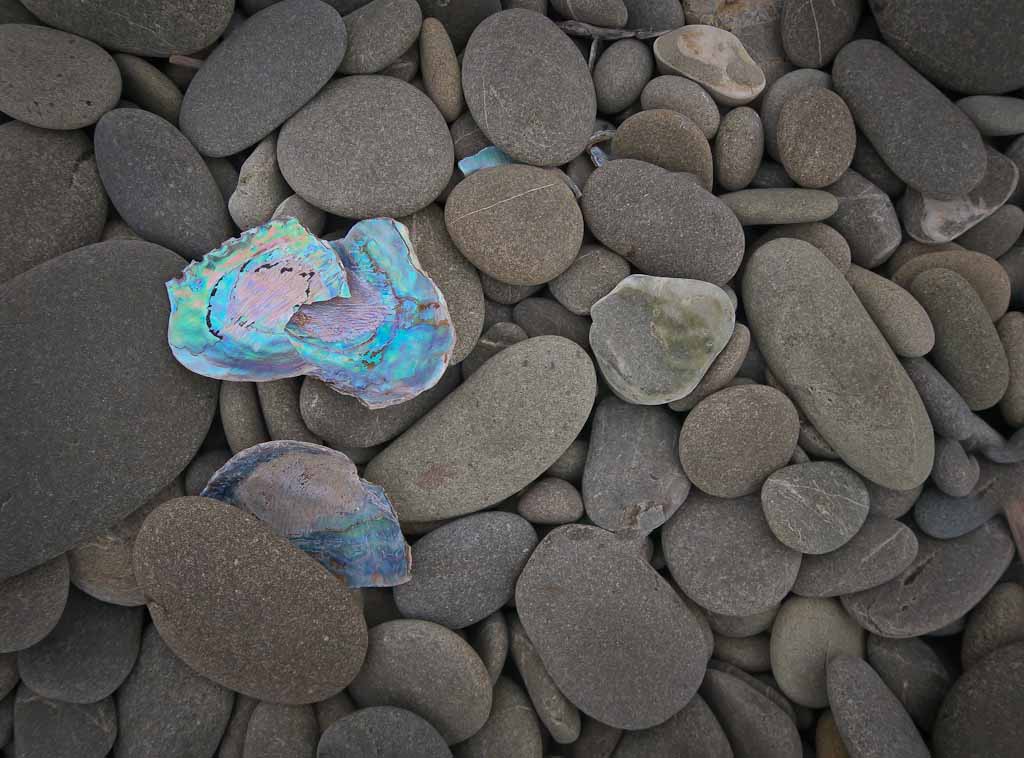 Paua shells at the river mouth of the Waitaki River
