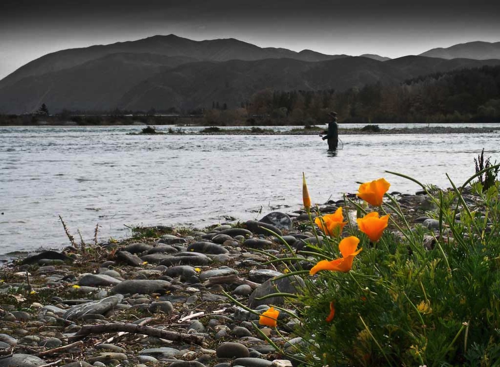 Waitaki poppy