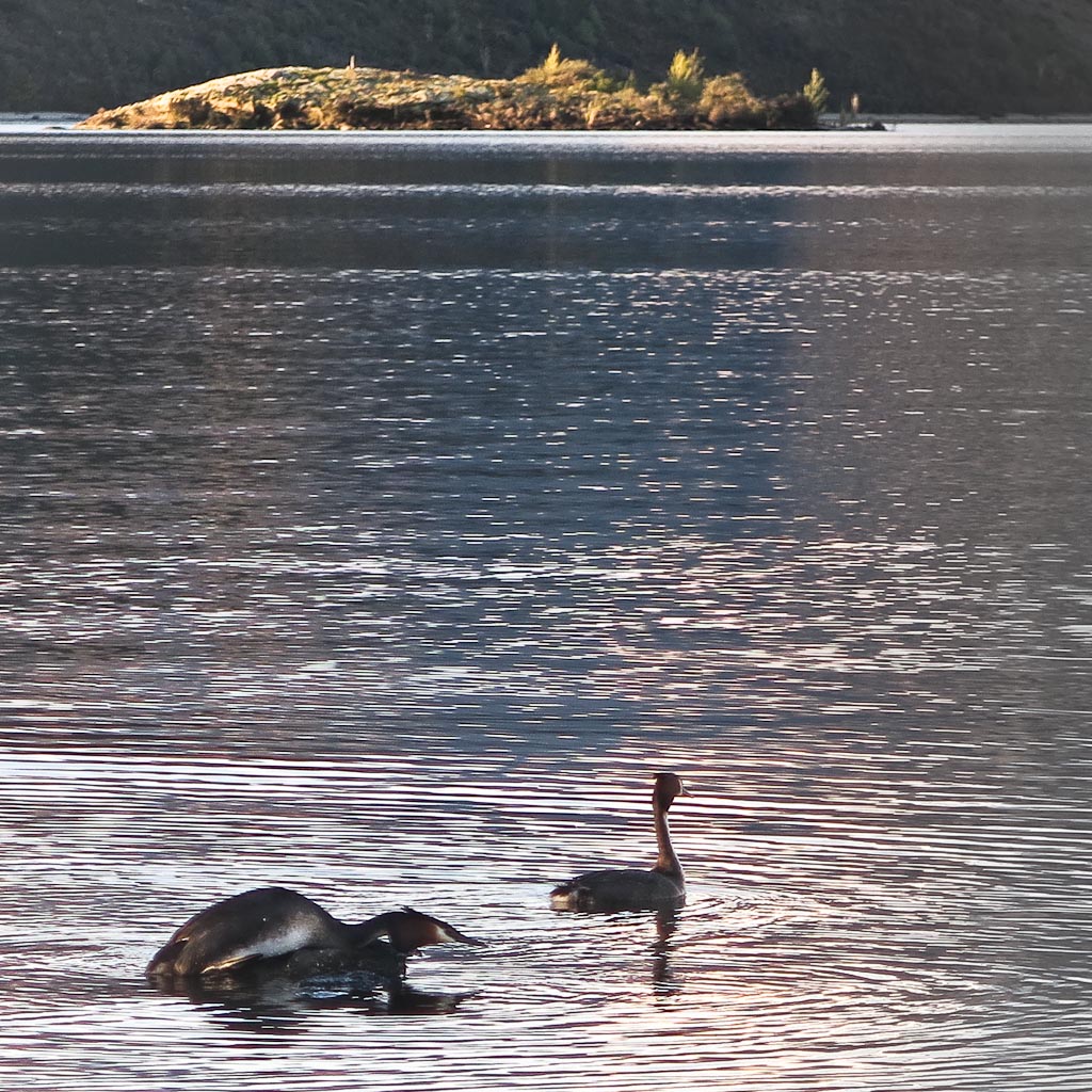Wanaka Grebes