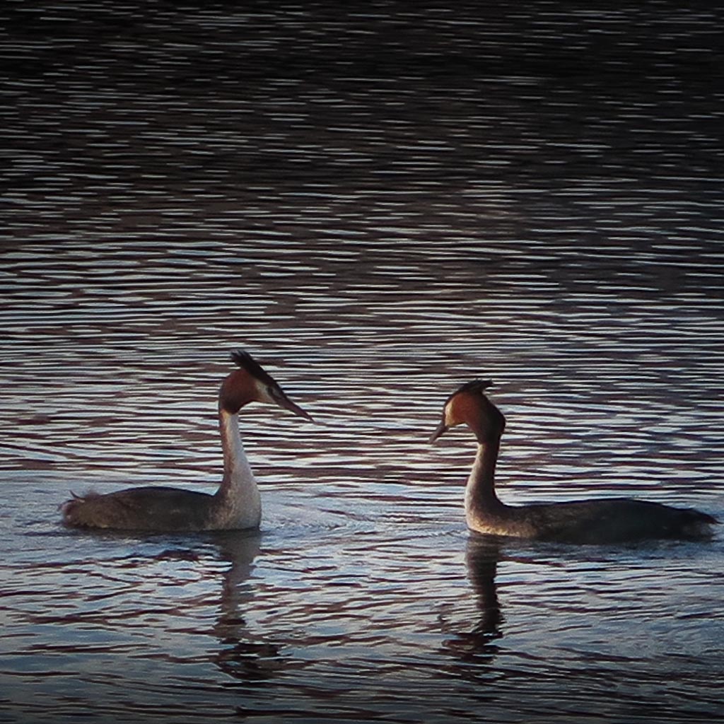Wanaka Grebes