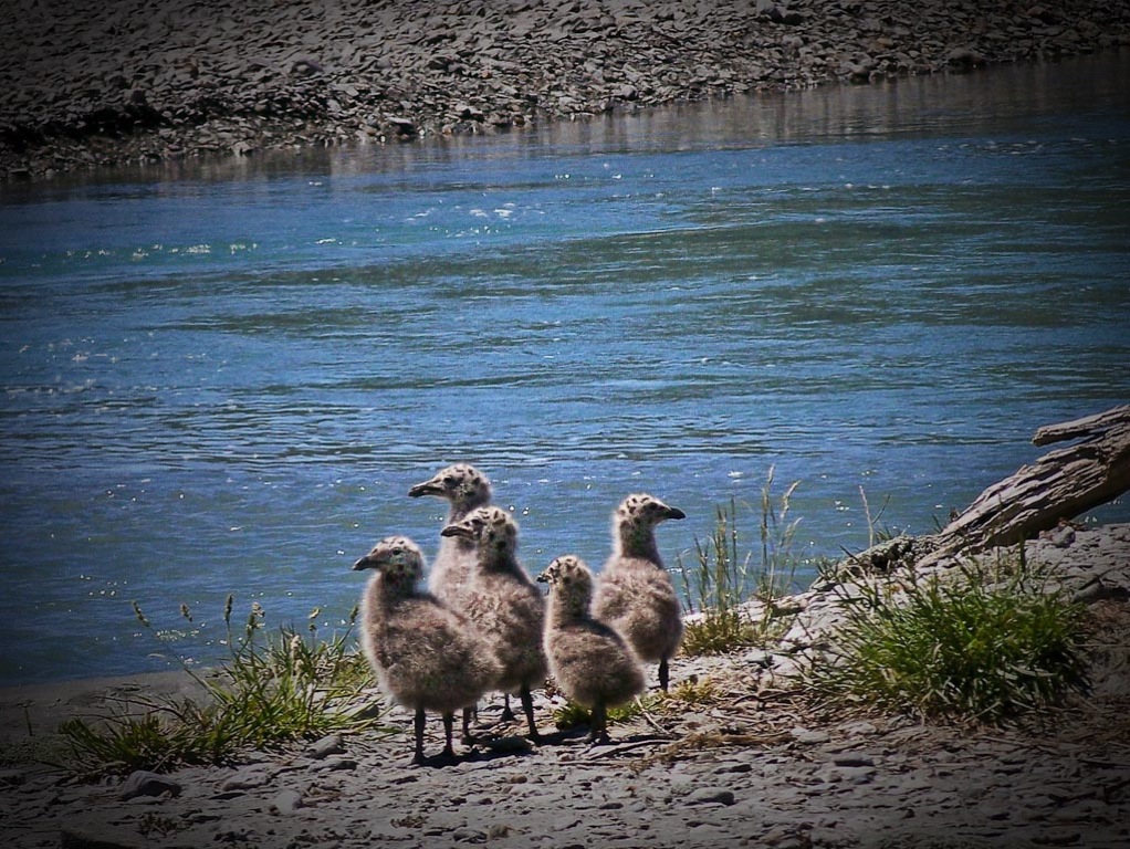 Black back gull chicks