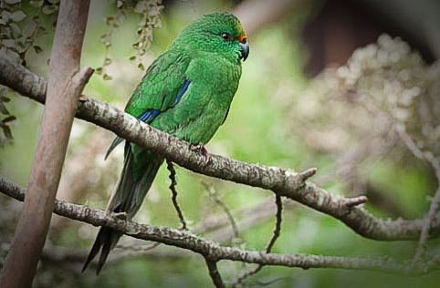 Kakariki courtesy doc