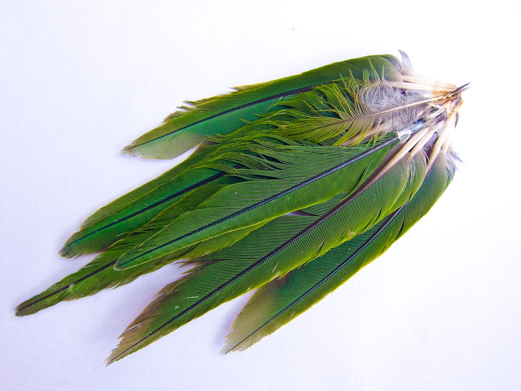Kakariki feathers