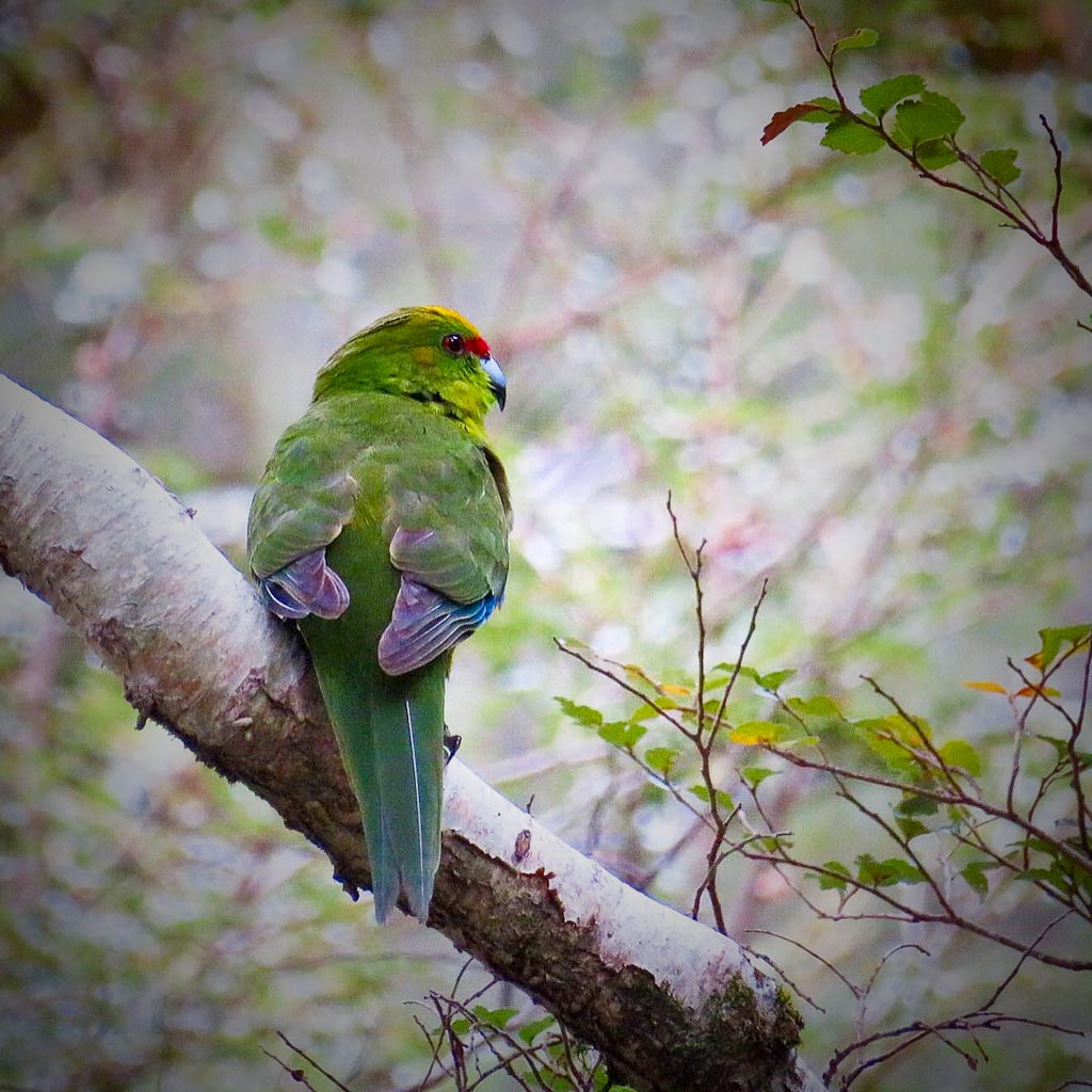 Yellow crown NZ parakeet