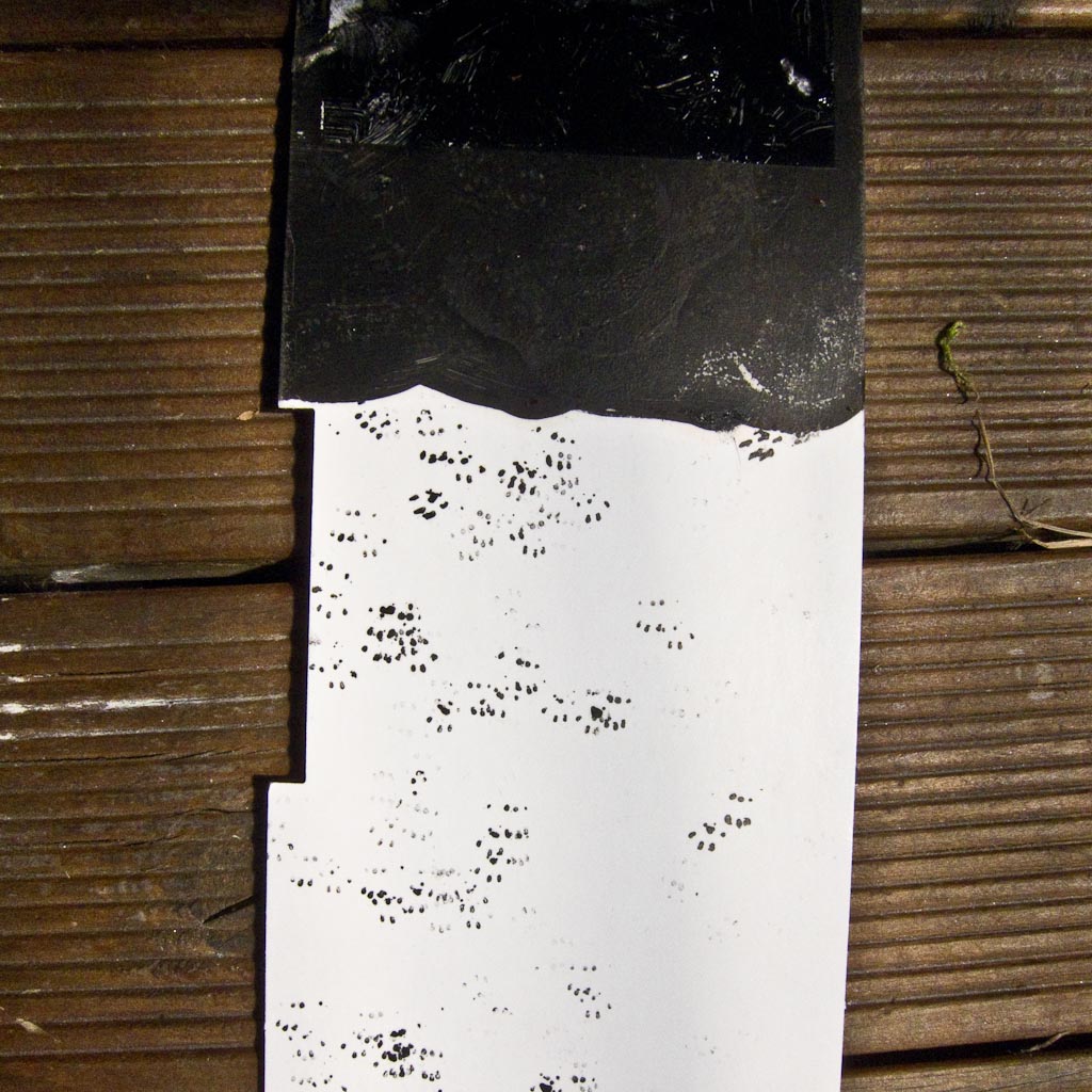 Mice prints