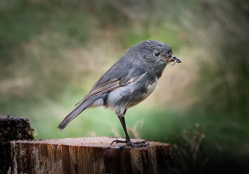 south island robin