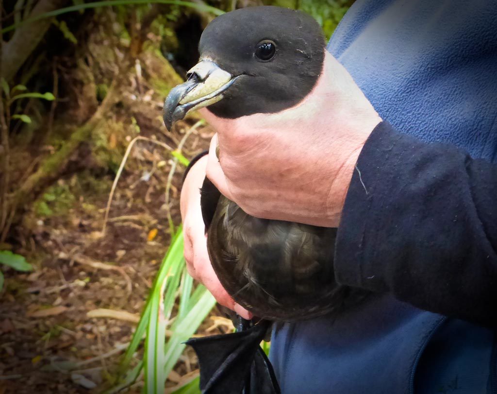 Male Black Petrel