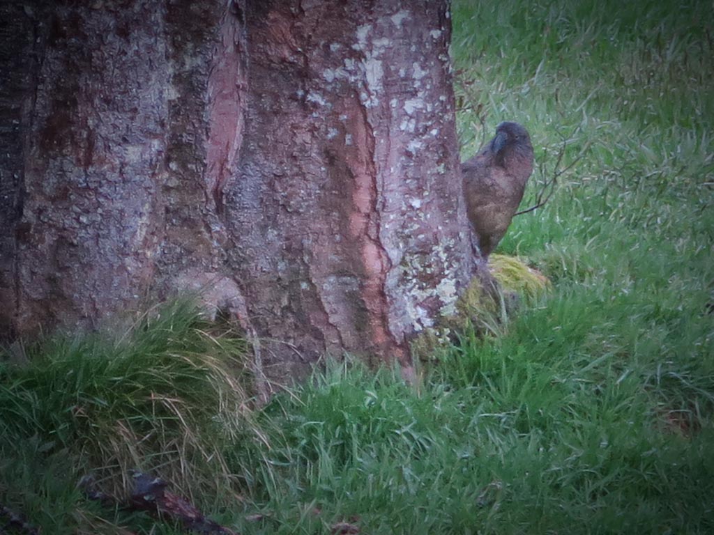 Kea hide n seek