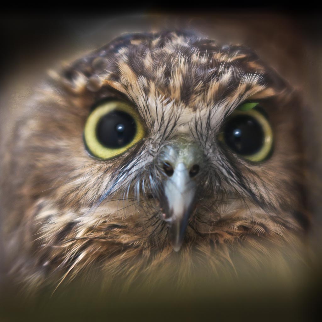 morepork / ruru