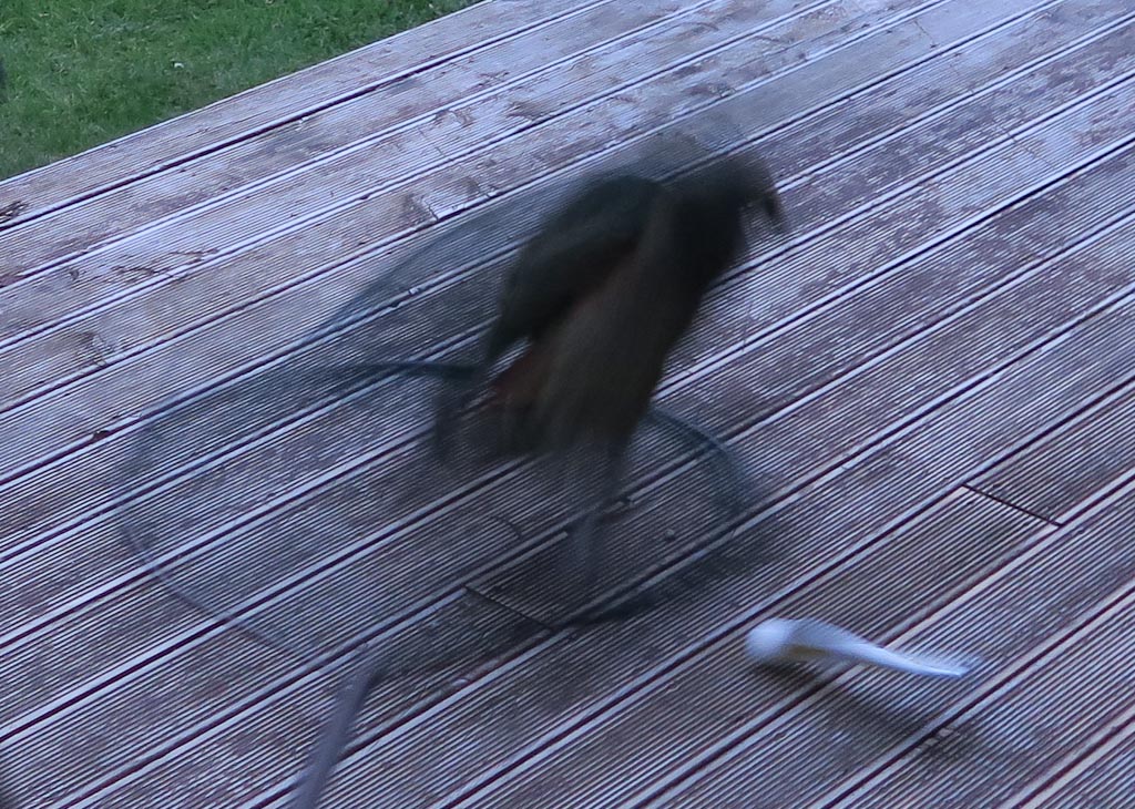 NZ kea being banded