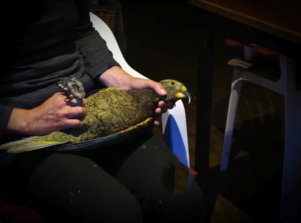 NZ kea being banded
