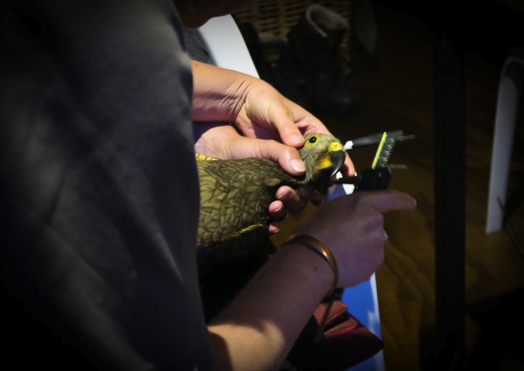 NZ kea being banded