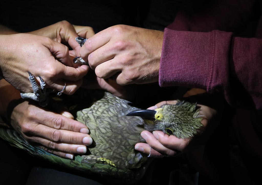 NZ kea being banded