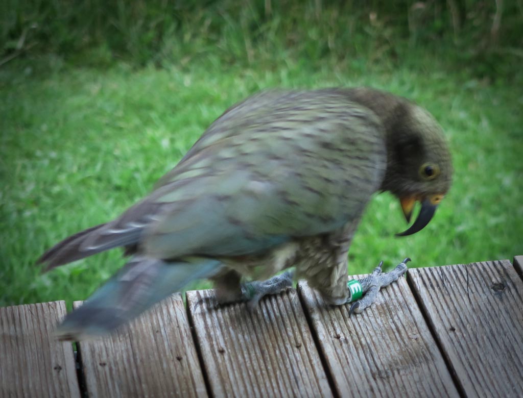 NZ kea being banded