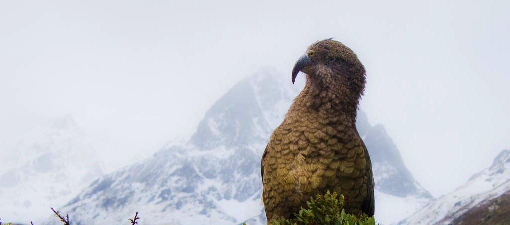 Kea glenfoyle