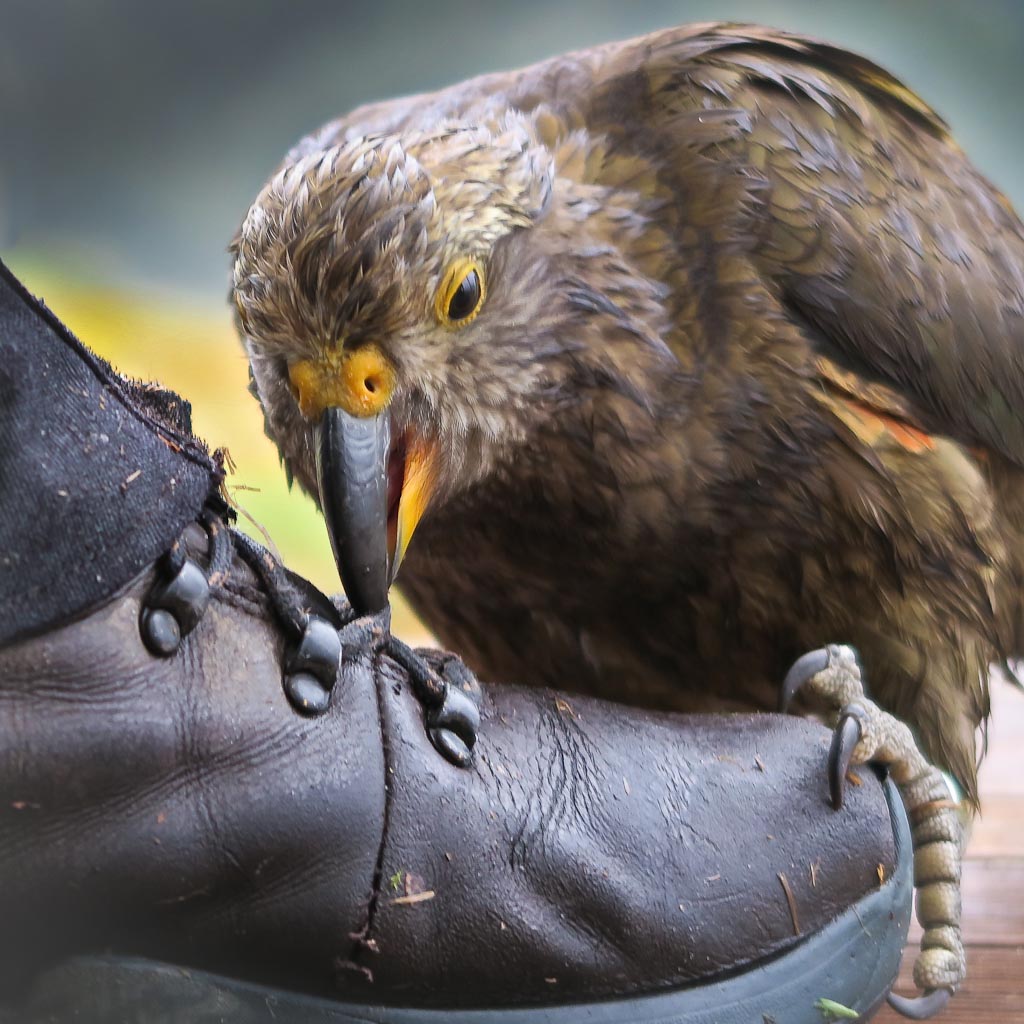 Kea boss edwin 2
