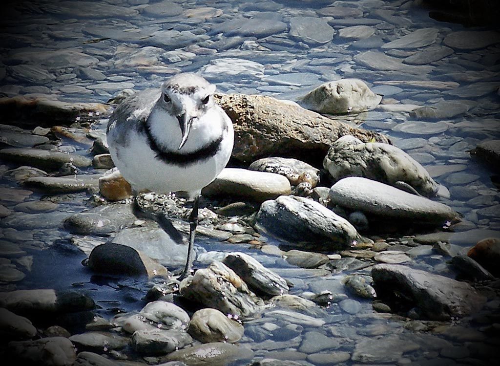 Wrybill