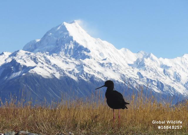 Adult Kakī with New Zealand’s highest mountain, Aoraki/Mount Cook