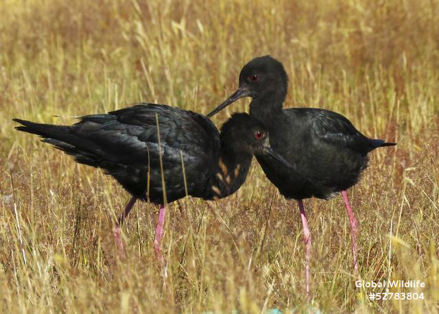 pair of Kakī adults in the Tasman Valley