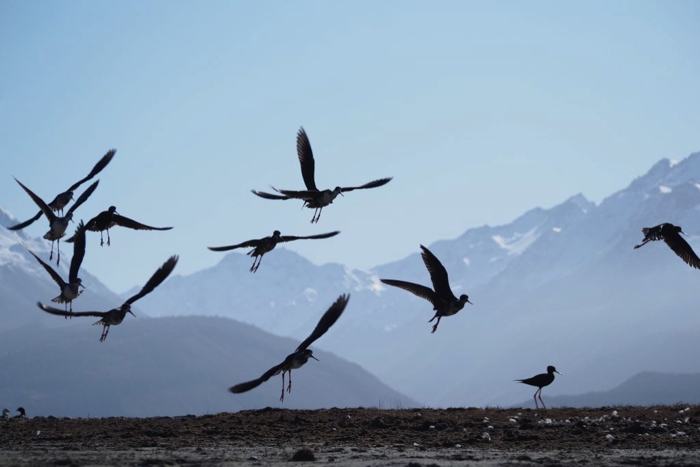 kakī / black stilt