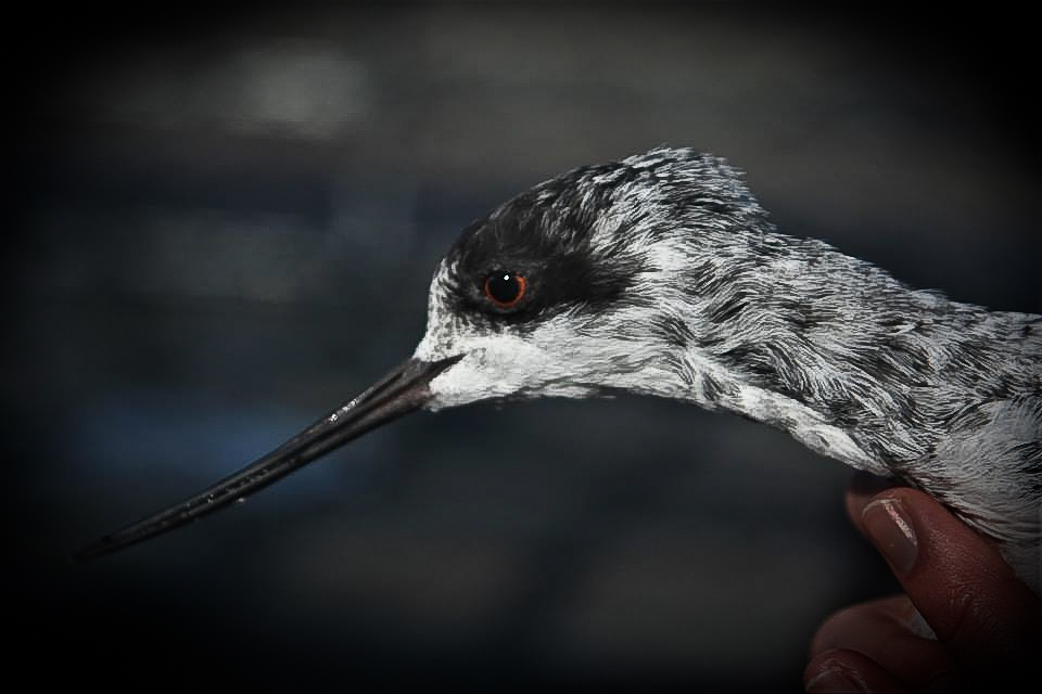 Juvenile Black Stilt