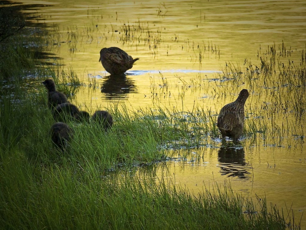 buff weka