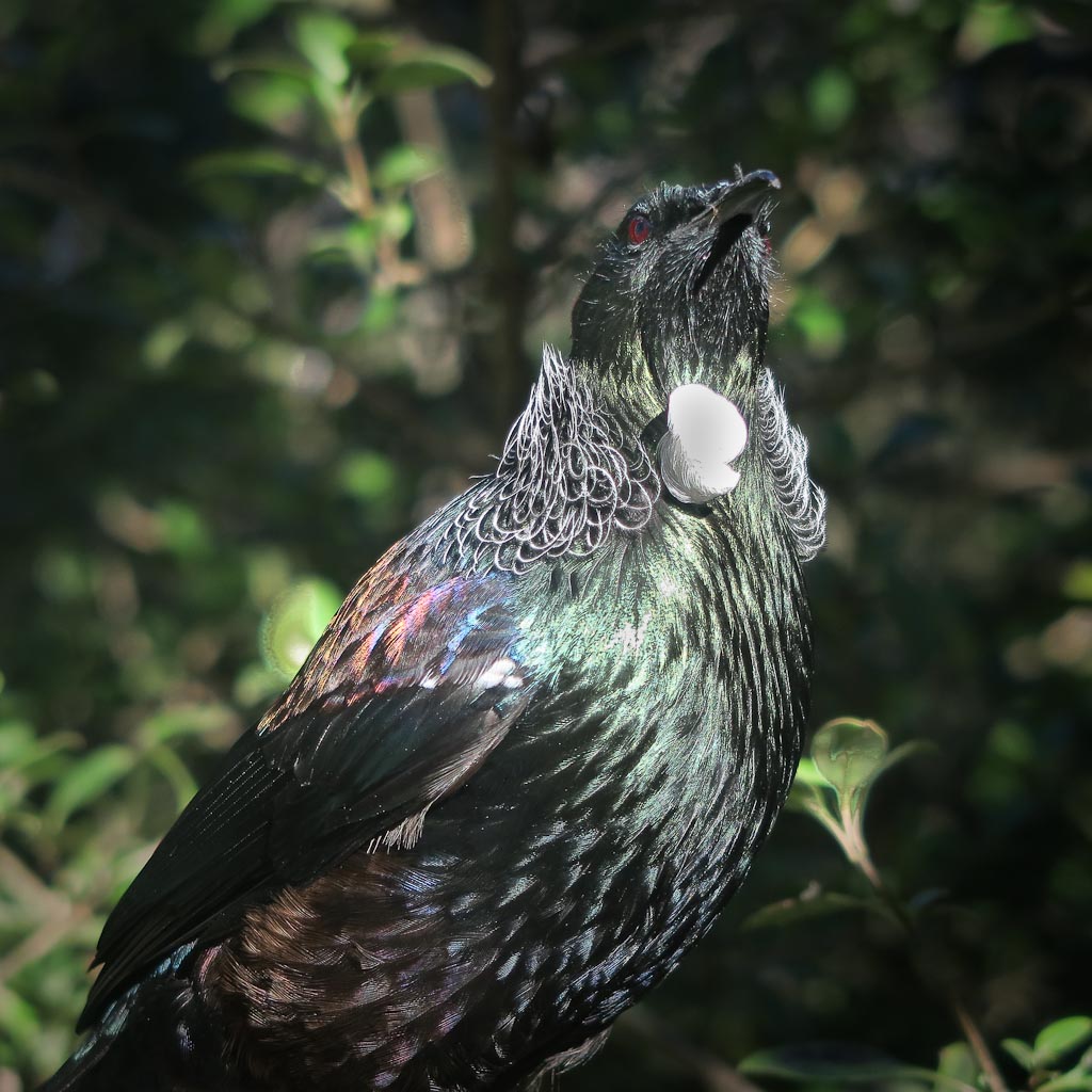 Tui