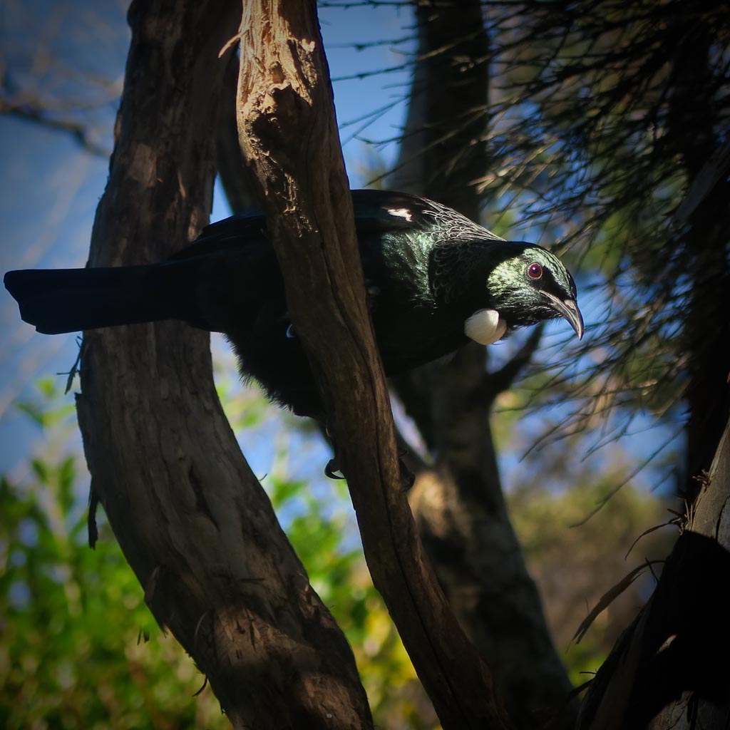 NZ Tui