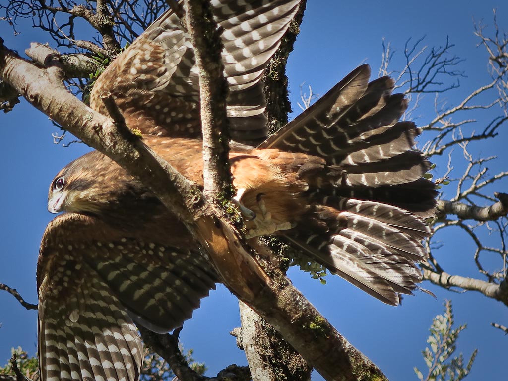 NZ falcon becoming airborne