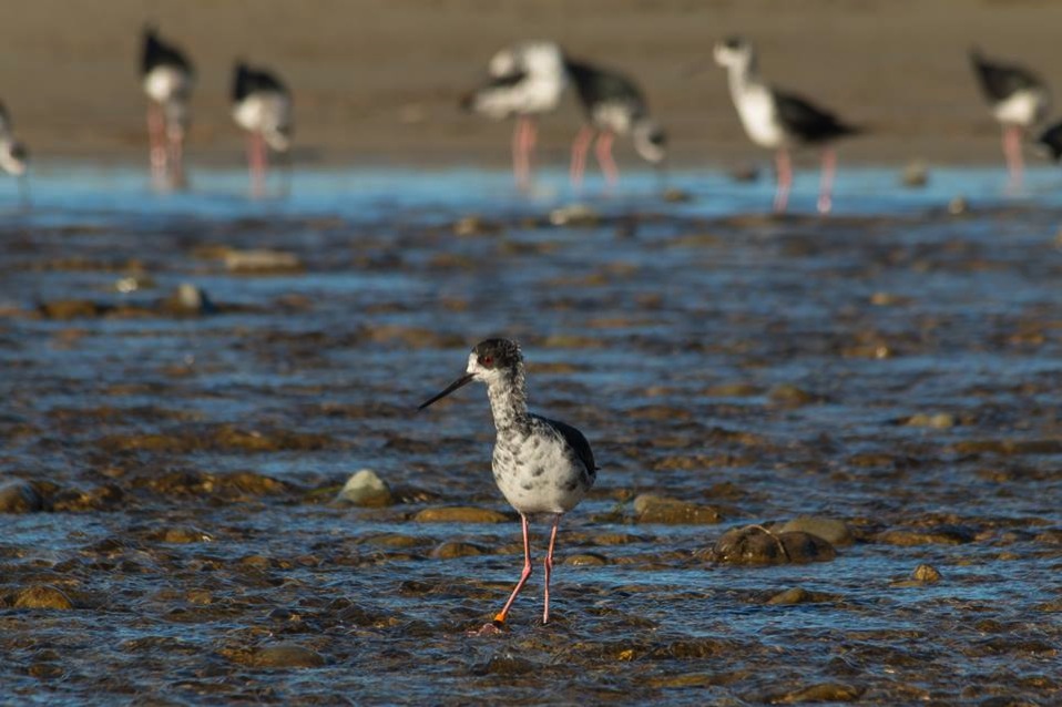 Black stilt kaki 4