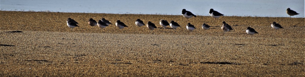 South Island Dotterel