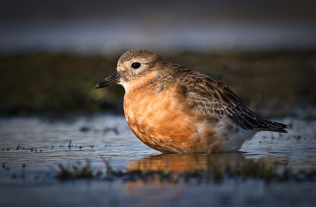 South Island Dotterel