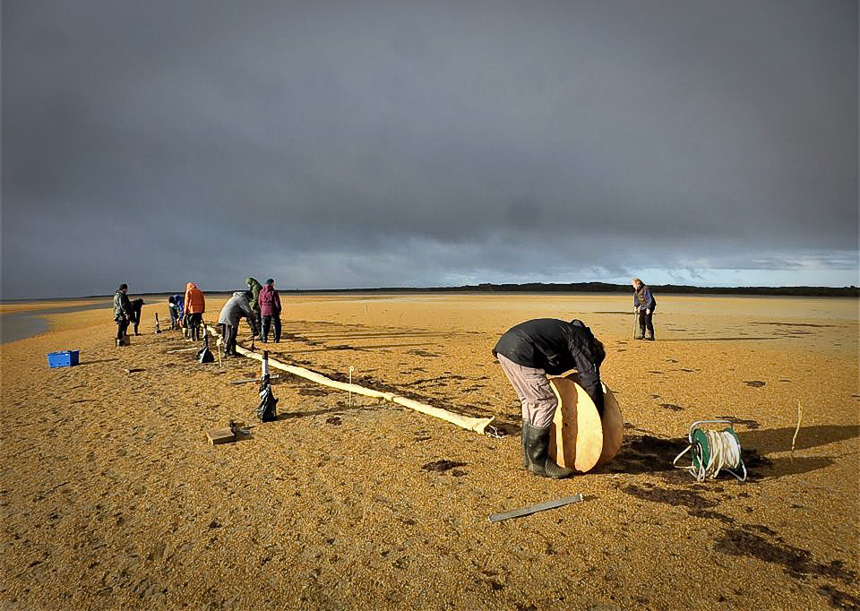 South Island Dotterel Cannon netting