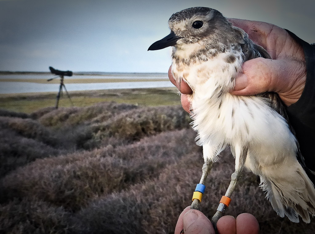 South Island Dotterel