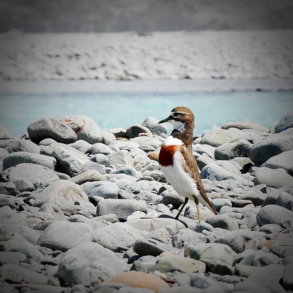 Banded Dotterel
