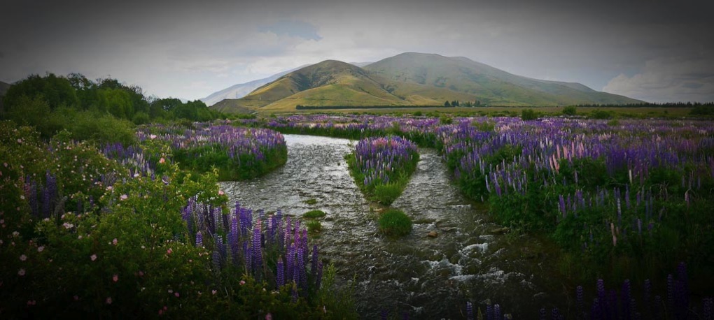 Lupins in The Ahuriri river valley