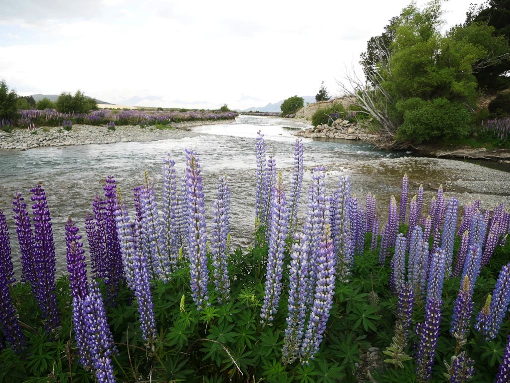 Lupins in The Ahuriri river valley