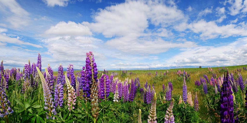 Lupins again