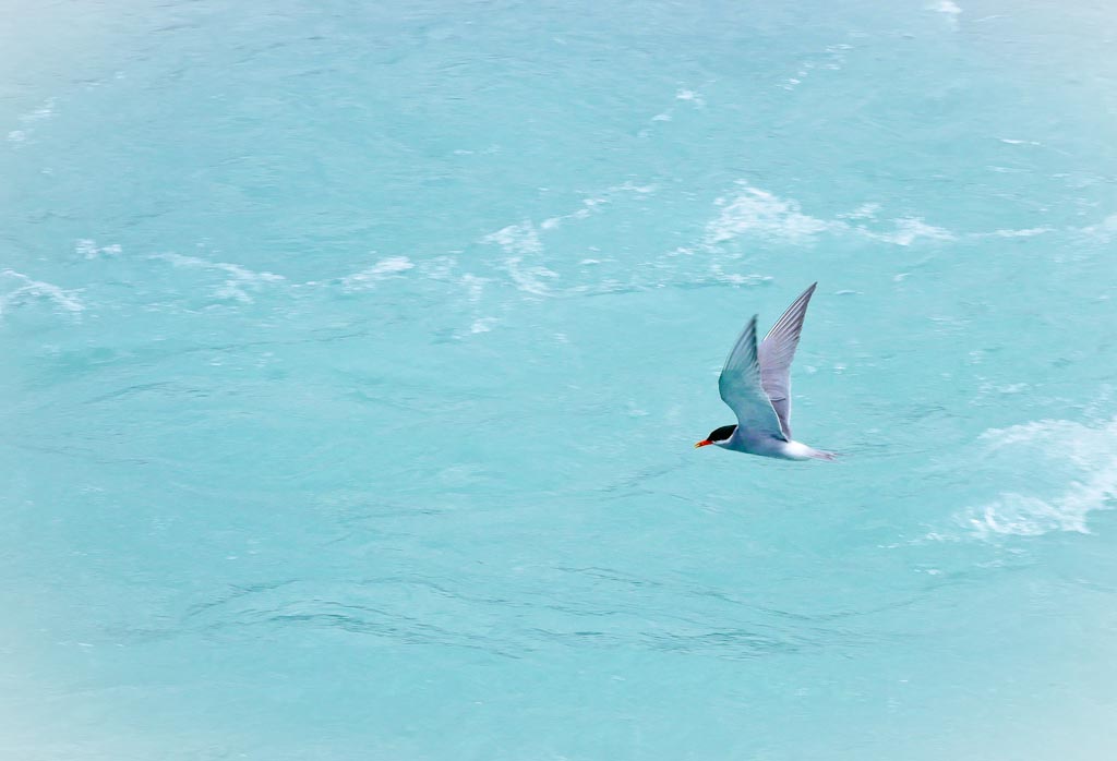 Tern