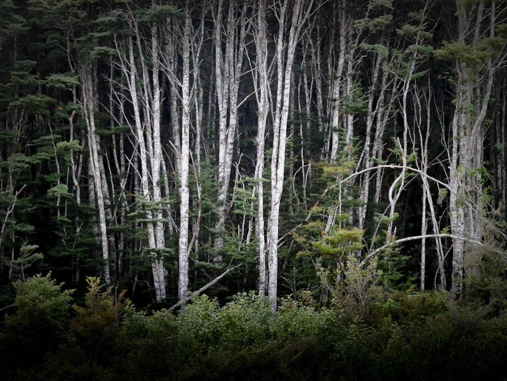 borland-10.jpg Silver Beech forest edge, Fiordland