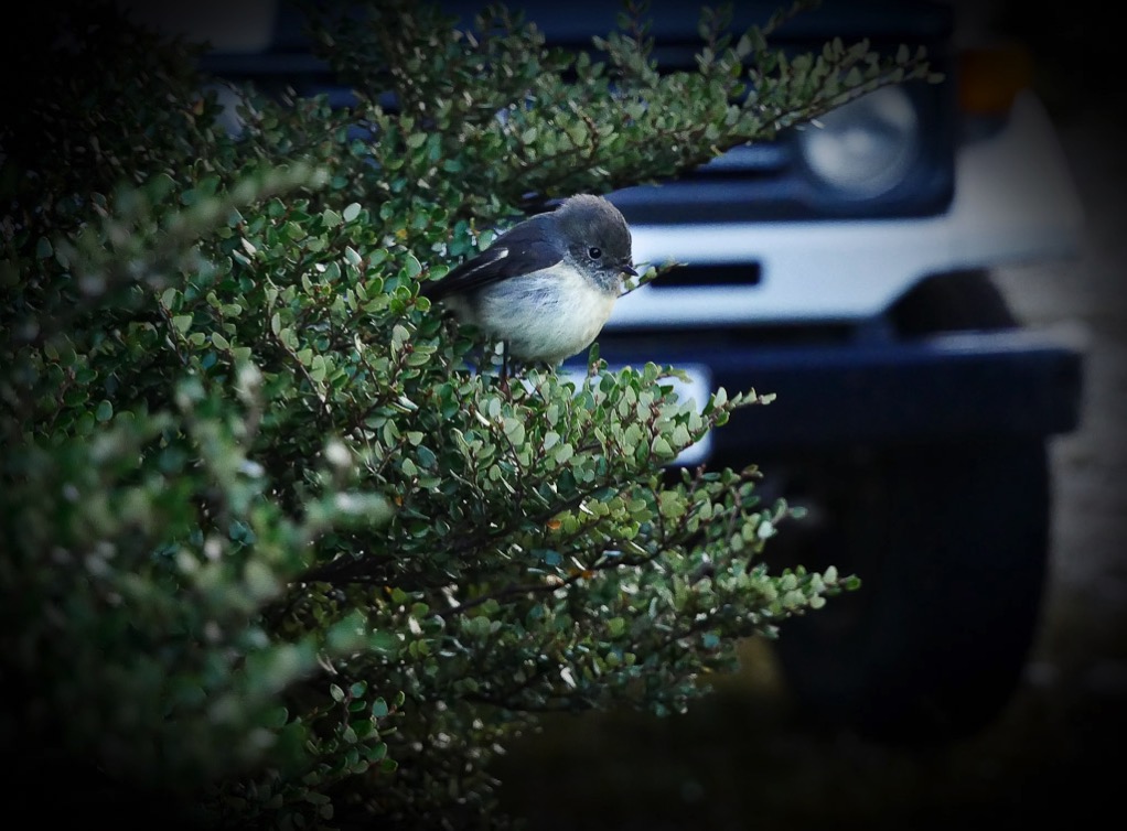 borland-6.jpg Fiordland robin