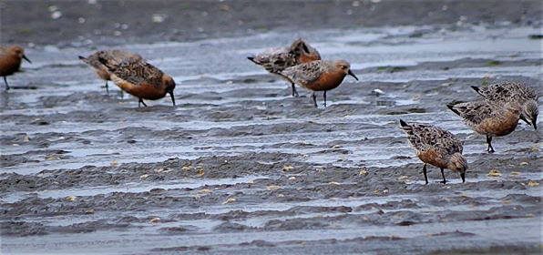 godwit-3.jpg NZ red knot