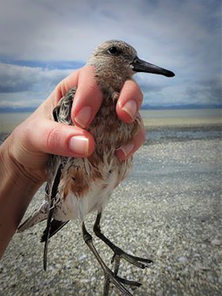 godwit-5.jpg NZ red knot