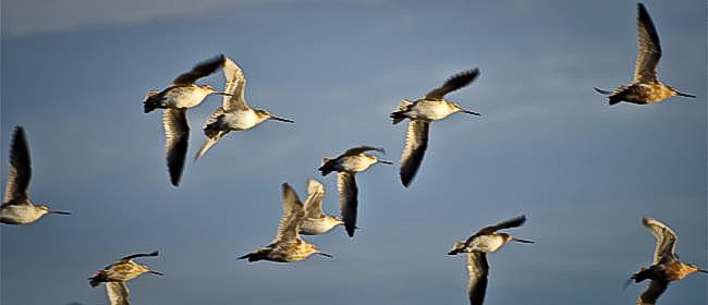 godwit.jpg NZ Godwit