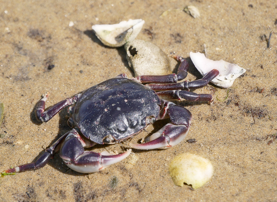 Crab, Catlins, Otago, NZ