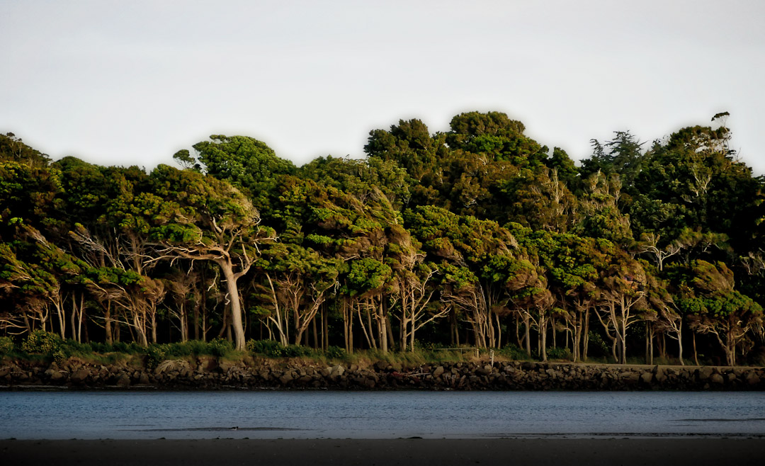 Catlins Estuary trees flagging